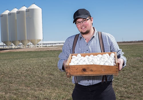 ACANA™ Petfoods Trusted Supplier: Fresh Whole Eggs, Lathom Colony